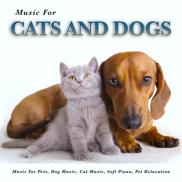 Music For Cats and Dogs's avatar image