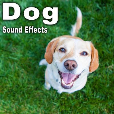 Dog Sound Effects's cover
