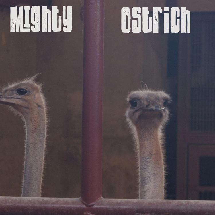 Mighty Ostrich's avatar image