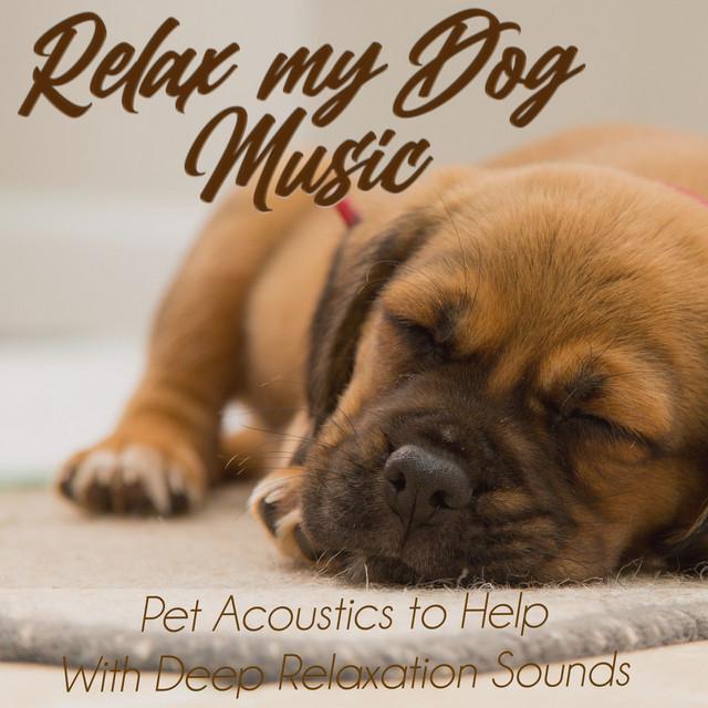 Relax My Dog Music's avatar image