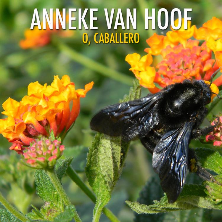 Anneke van Hoof's avatar image