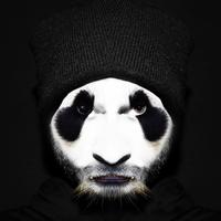 Pat Panda's avatar cover
