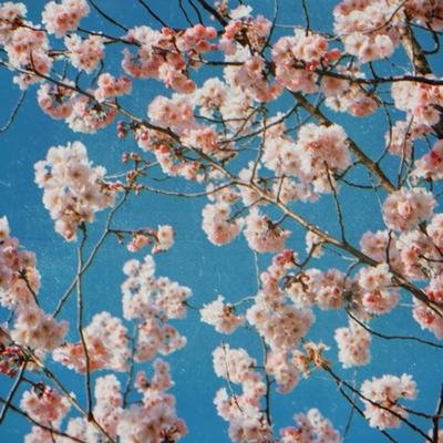 cherry blossom origami's cover