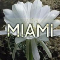 Miami's avatar cover