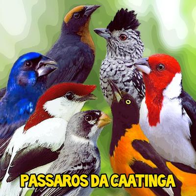 Canto do Galo de Campina (Paroaria Dominicana) [Ao Vivo]'s cover