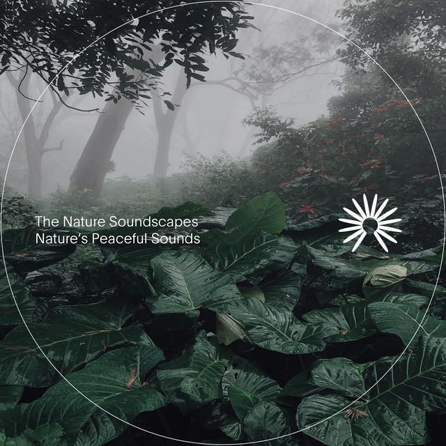 The Nature Soundscapes's avatar image