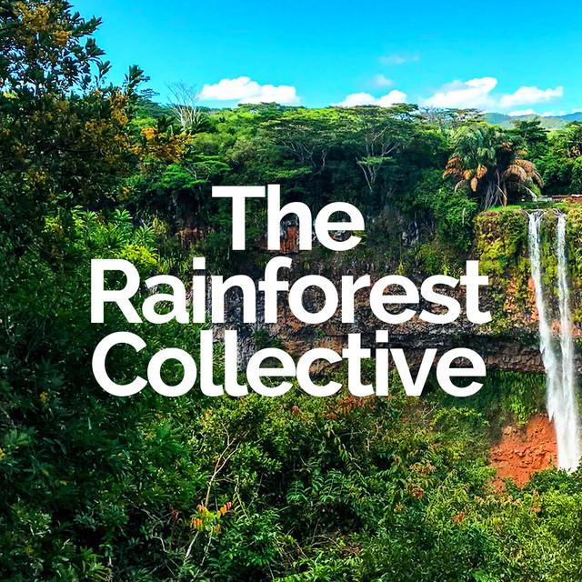 The Rainforest Collective's avatar image