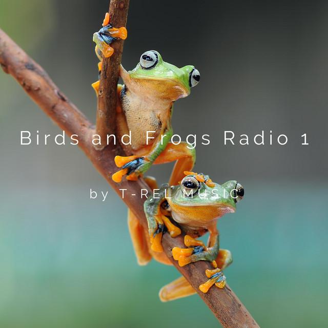 Birds and Frogs Radio 1's avatar image