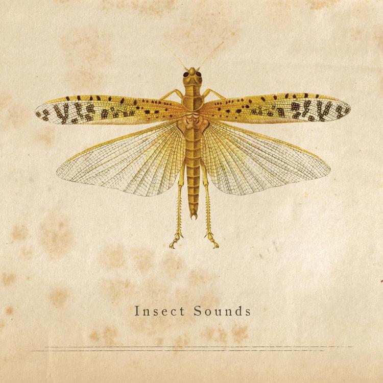 Insect sounds's avatar image