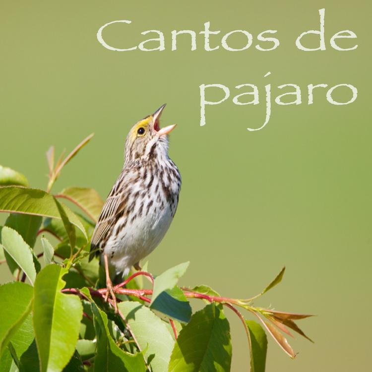 Cantos De Pajaro's avatar image