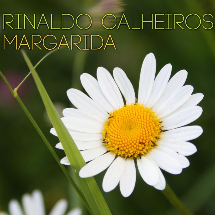 Rinaldo Calheiros's avatar image