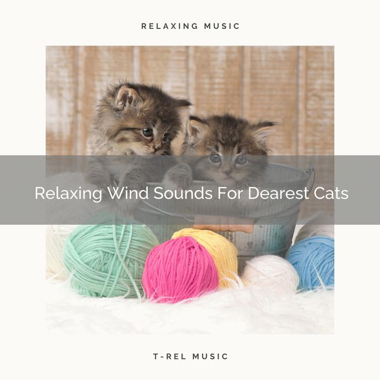 Cats Music Cradle's avatar image