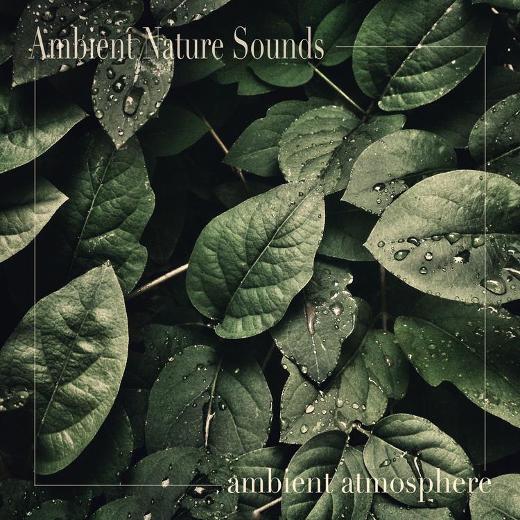 Ambient Nature Sounds's avatar image