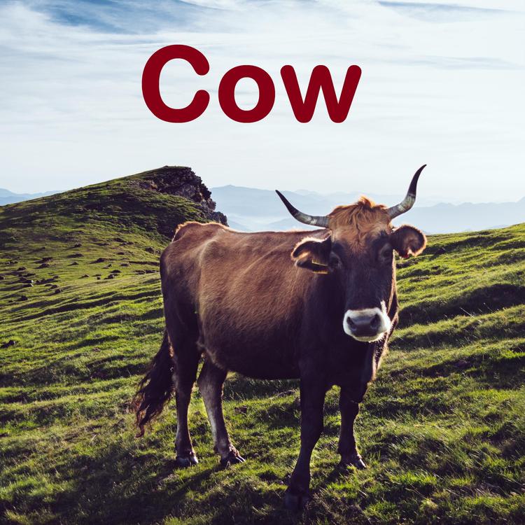 Blue Cow's avatar image