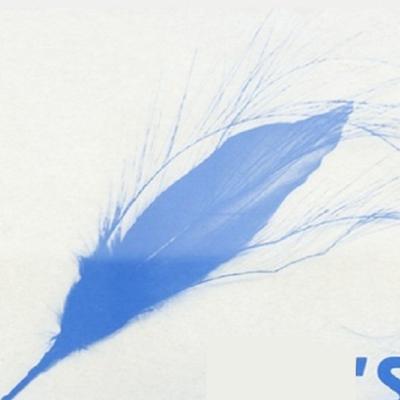 Blue Feather's cover