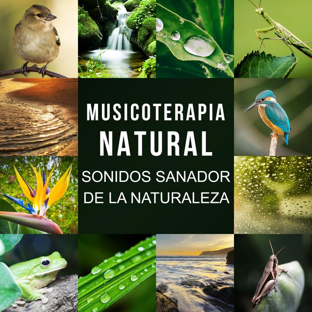 Academia de Música con Sonidos de la Naturaleza's avatar image