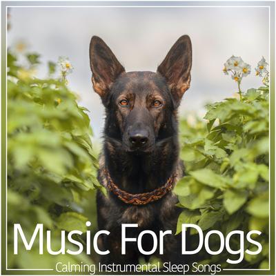 Oxygen By Dog Music's cover