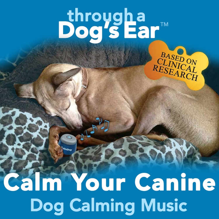 Through a Dog's Ear's avatar image