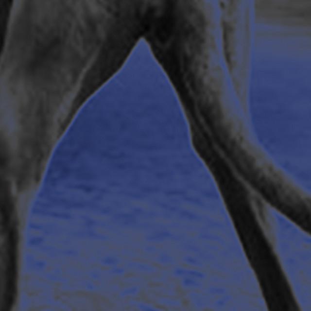 Dogg's avatar image