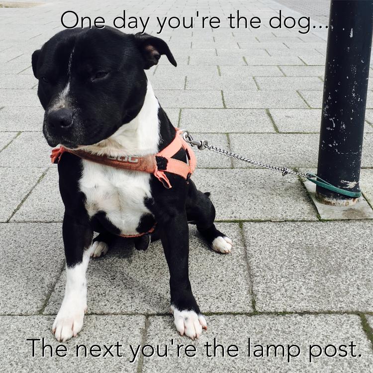 One day you're the Dog...The next you're the lamp post's avatar image
