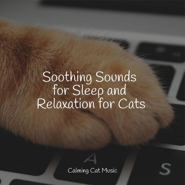 Music For Cats's avatar image