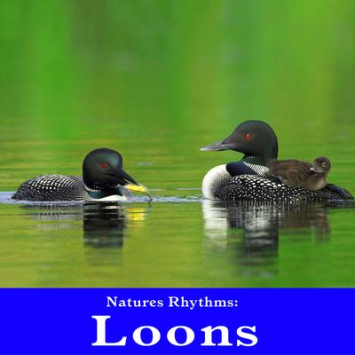 Dreamy Loon Calls for Restful Sleep and Contemplation By Wildlife Bill's cover