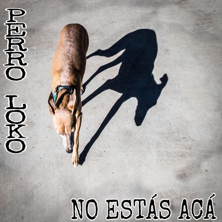 Perro Loko Antofarock's avatar image