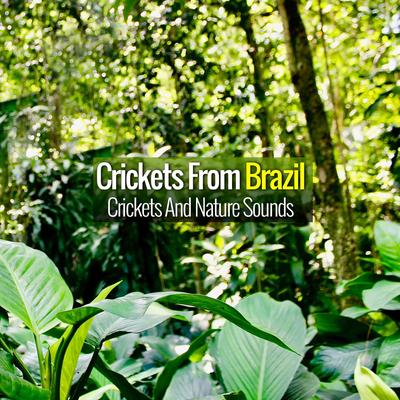 Crickets and Nature Sounds By Crickets from Brazil's cover