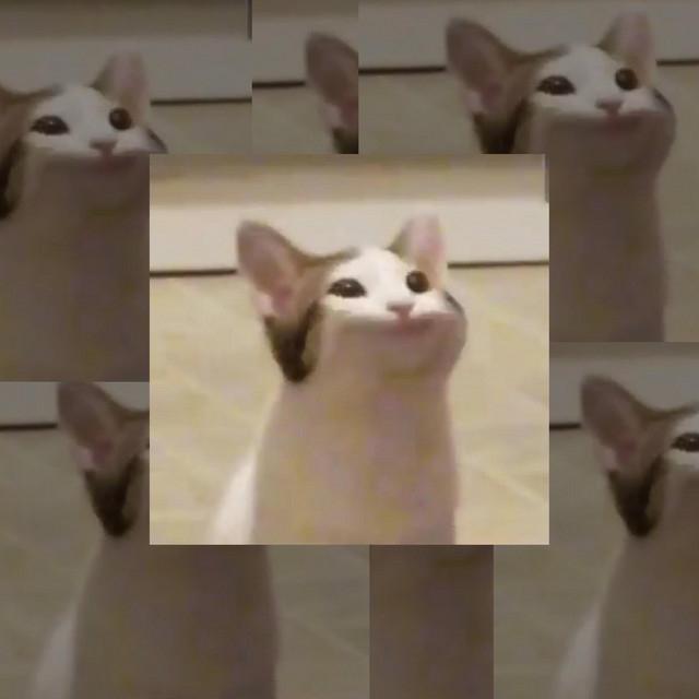 Pop Cat's avatar image