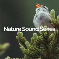 Nature Sound Series's avatar cover