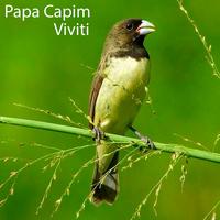 Papa Capim's avatar cover
