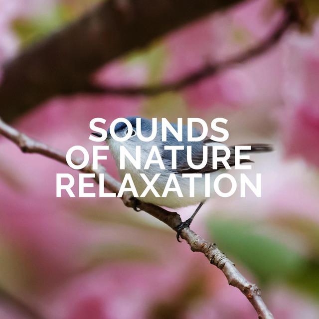 Sounds of Nature Relaxation's avatar image