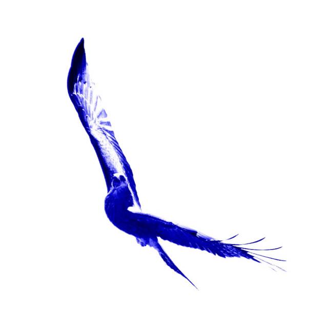 Blue Bird's avatar image