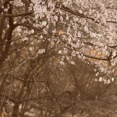 Lost in the flower river By Jing3's cover