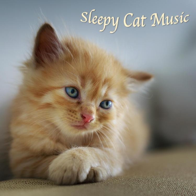 Music Therapy For Cats's avatar image