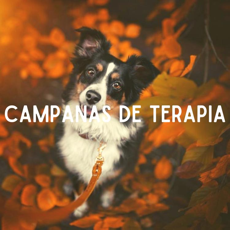 TERAPÉUTICA PARA PERRO's avatar image