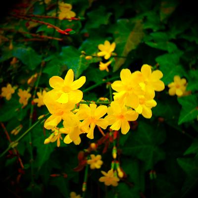 Flowers of the Floating World: WINTER ~ Winter Jasmine 冬 By Trog'low's cover