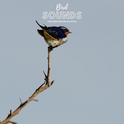 Birds Know By Nature Recordings, Natural Sample Makers's cover