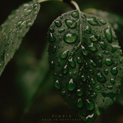 rain in reykjavik's cover