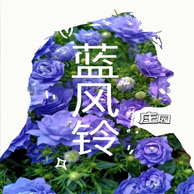 蓝风铃's cover