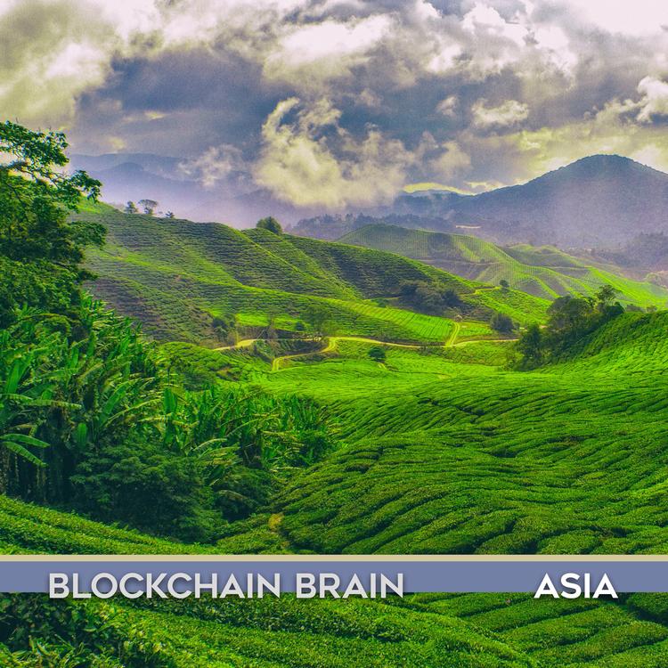 Blockchain Brain's avatar image