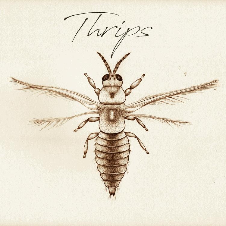 Thrips's avatar image