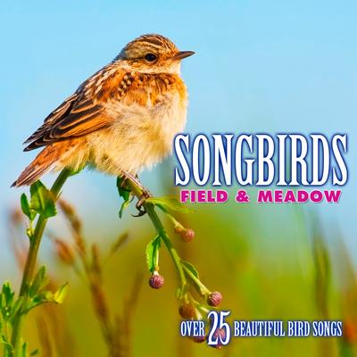 Nightingale: Song By Echoes of Nature: Bird Songs, Calls & Sounds's cover