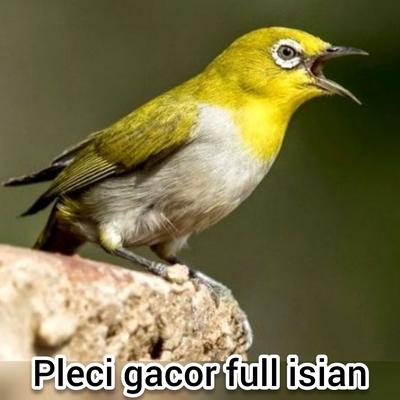 Pleci Gacor Full Isian (Live)'s cover