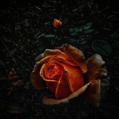 Burning Roses: Forever Stuck In Loneliness (Vol. II)'s cover