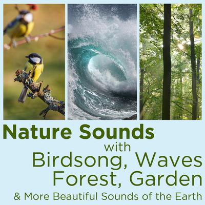 Tropical Rainforest at Dawn 6 By Nature Sounds's cover