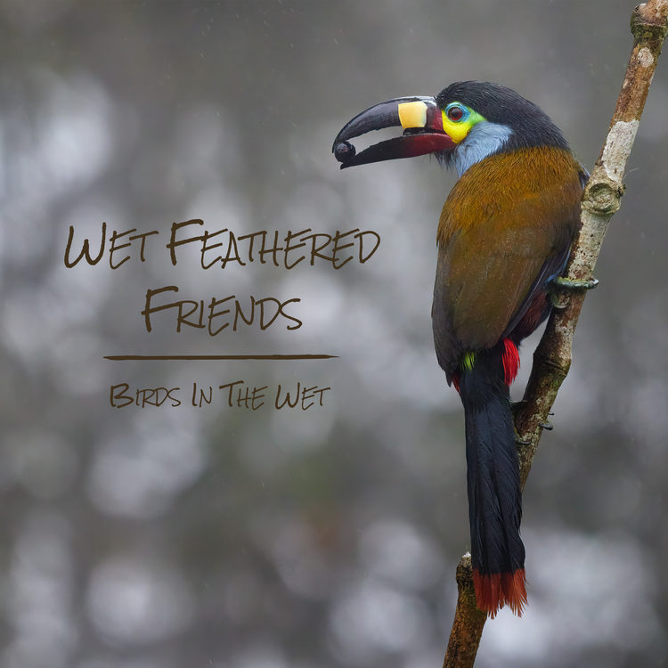 Wet Feathered Friends's avatar image