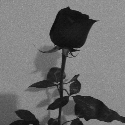 Mi rosa negra.