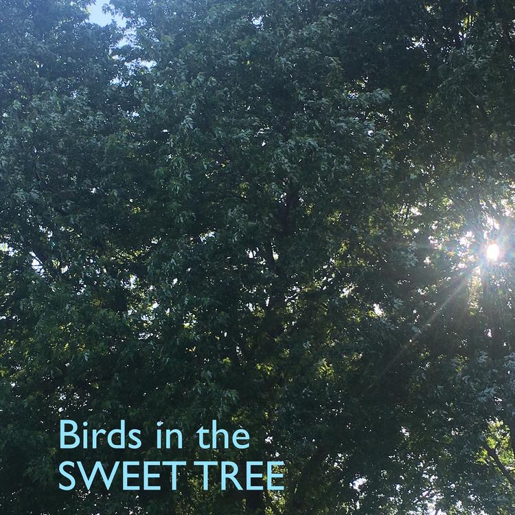 Birds in the Sweet Tree's avatar image