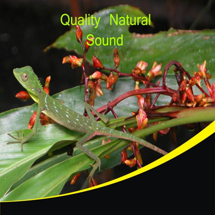 Quality Natural Sound's avatar image